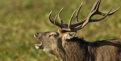 麝香是什么動物身上的哪個部位，獐子麝香割取圖片