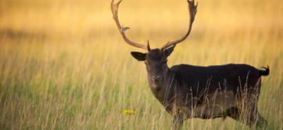 麝香是什么動物身上的哪個部位，獐子麝香割取圖片