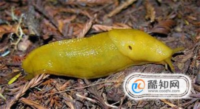 鼻涕蟲怎么徹底消滅,鼻涕蟲怎么徹底消滅干凈