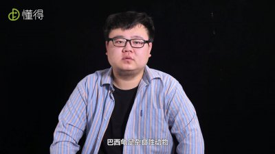 巴西龜怎么養(yǎng)，為什么養(yǎng)龜毀一生