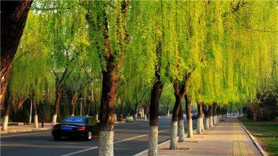 柳樹開花的寓意是什么，柳樹開花沒有結果是什么生肖