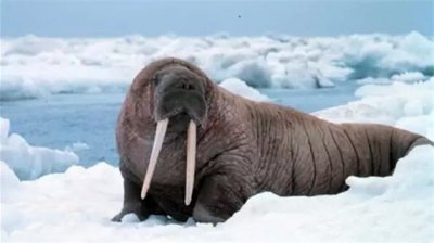 海象牙是違禁品嗎,虬角有收藏價值嗎