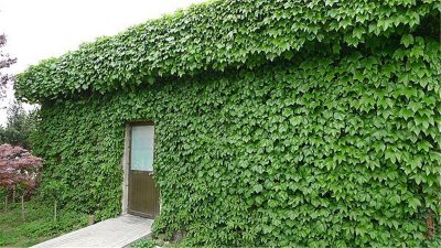 爬山虎種植方法是什么，爬山虎盆栽怎么養(yǎng)