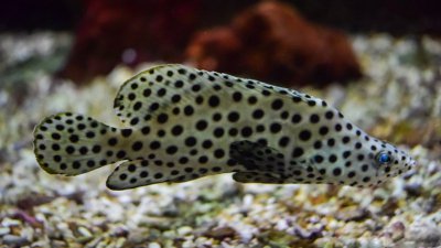 石斑魚養(yǎng)殖要求是什么，淡水石斑魚養(yǎng)殖騙局