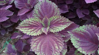 紫蘇的種植方法和時間，紫蘇每年都要重新種嗎