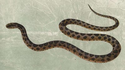 菜花蛇屬于幾級(jí)保護(hù)動(dòng)物,烏梢蛇是幾級(jí)保護(hù)動(dòng)物