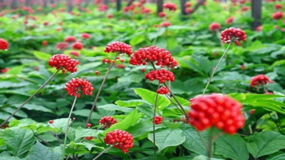 西洋參的種植技術,西洋參種植幾年收獲