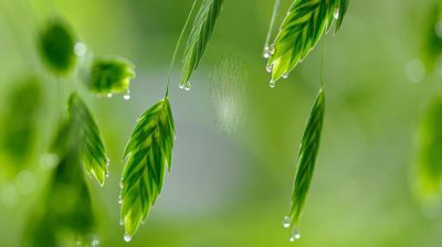 谷雨養生常識,寫谷雨的出名古詩
