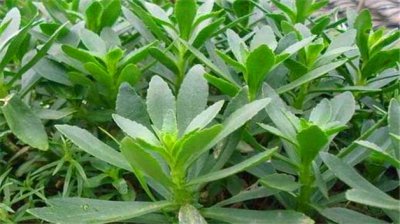 高鈣菜種植時間及方法,鈣菜和什么不能一起吃