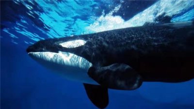 鯨魚是不是哺乳動物,為什么鯨魚喜歡人類