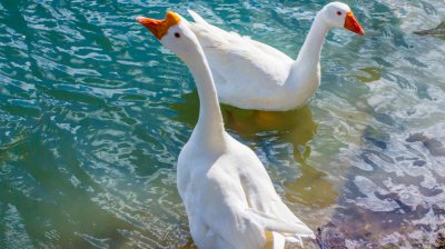 鵝跟鴨子的區(qū)別，鴨嘴和鵝嘴的區(qū)別