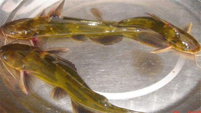 黃色淡水魚種類有哪些，最干凈的淡水魚
