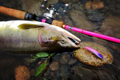 15米巨型哲羅鮭圖片真假，哲羅鮭魚15米