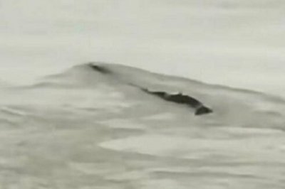 三峽水怪究竟是什么,三峽大壩水怪