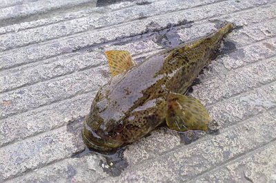 中國(guó)四大貴族魚(yú)是什么魚(yú),中國(guó)有哪些貴族姓