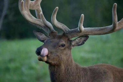 四不像究竟是什么動物，四不像神獸的來歷