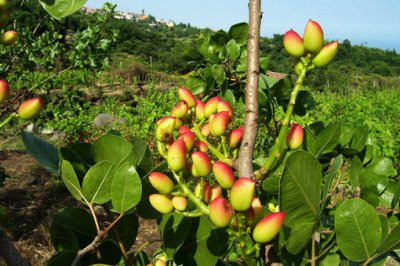 開心果是什么植物的種子，開心果的生長(zhǎng)過(guò)程圖