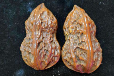 異形核桃有收藏價值嗎,郭德綱120萬的核桃圖片