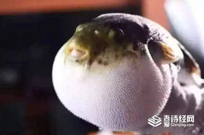 拼死吃河豚是什么意思,趙與魔法哪個生物喜歡吃河豚