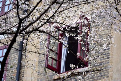 武大櫻花來歷介紹,武大櫻花開放時間