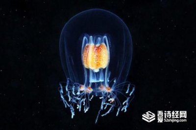 燈塔水母的壽命有多長,燈塔水母一共活幾年