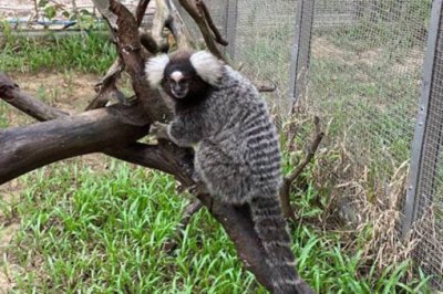 神似山海經人面獸的動物是什么,山海經異獸人面豹