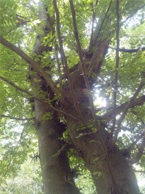 “神木”降龍木怎么用來辟邪