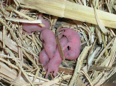 十大禁菜老鼠三吱兒惡心到反胃