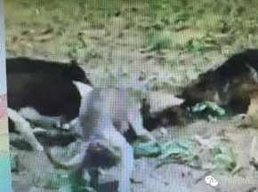 揭露黑龍江30斤大老鼠真相實圖