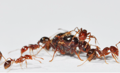 紅火蟻怕什么氣味嗎,對(duì)氣味不敏感,很害怕寄生蠅