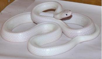 白素貞的身世之謎大揭秘，千年蛇妖受觀音指點(diǎn)來人間歷劫