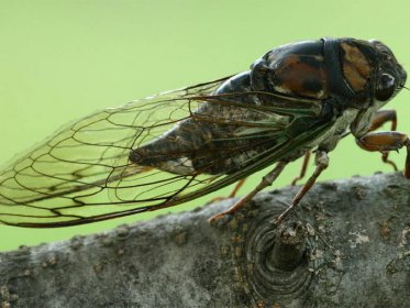 蟬是益蟲還是害蟲，沒有嘴巴仍會造成樹木的大批量死亡