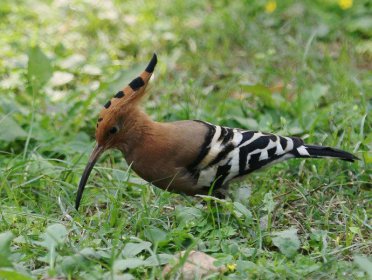 看見戴勝鳥預(yù)示著什么,意味著好運氣即將來臨