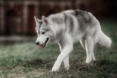 狗學狼叫是不祥之兆嗎，可能是狗狗哭的一種表現