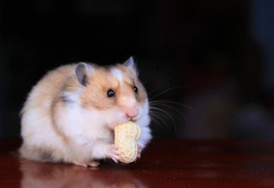 金絲熊死前征兆3大表現：掉毛、變瘦、背部高高聳起