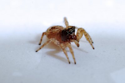 喜蛛報喜時間吉兇，早上看到喜蛛預兆當天有喜事發生