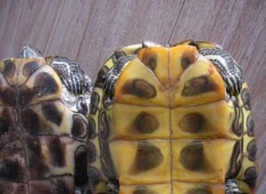 草龜怎么分公母圖解,4種方法分辨長壽龜的公母