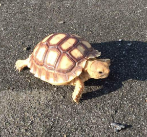 蘇卡塔爾陸龜是幾級保護動物,在中國可以養嗎