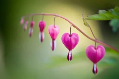 父母死后兒女們五七內不能做的事，不能剪頭發剃胡子