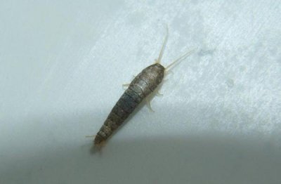 衣魚蟲對人的危害大嗎，會通過衣服進入人體皮膚表層