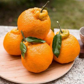 丑橘和粑粑柑哪個好吃,不是一個東西,前者酸后者甜