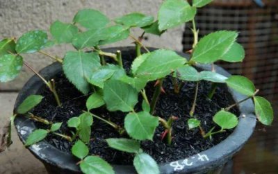 生根粉可以直接澆灌嗎，兌水澆花，可以和復合肥一起使用