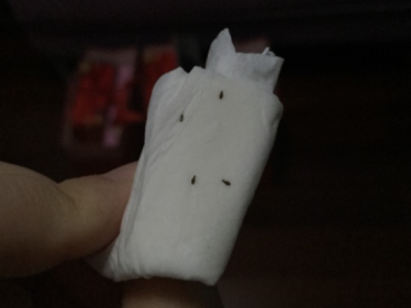 床上有黑色硬殼小蟲子是什么蟲，類似小瓢蟲