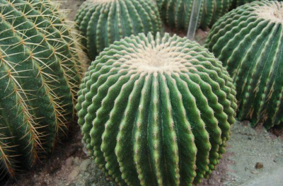 大造化的意思是什么,表達的是創造演化的意思