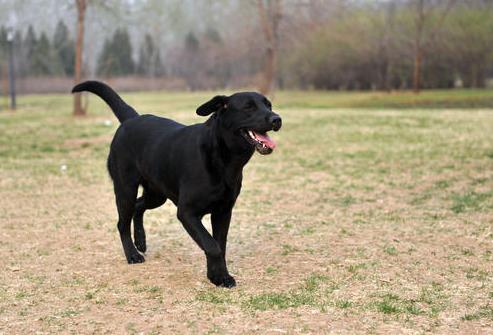 黑狗辟邪還是招邪,黑狗血和黑狗血牙為什么能辟邪