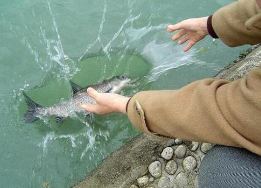 大師說放生甲魚的果報 功德和福報 個人最簡單方法