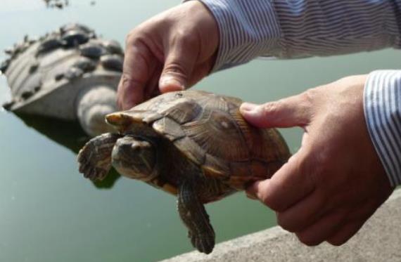 放生烏龜有什么寓意 真的轉運 有什么講究