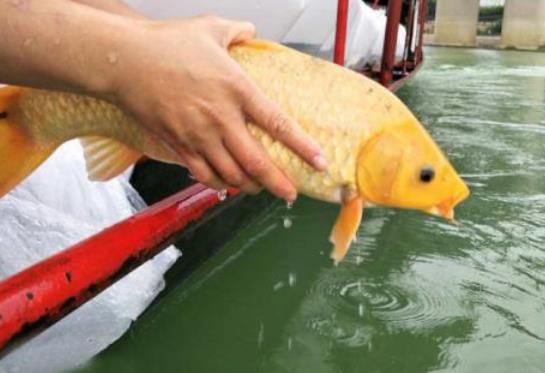 放生魚前要說些什么 放鯉魚財運最旺 初一十五最靈驗