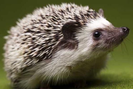 為什么說刺猬是財神 求偏財最靈驗 趙公明是文還是武