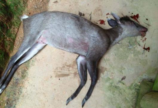 動物死了會投胎嗎 畜牲道如何投胎到人道 蛇投胎轉世為人的特征